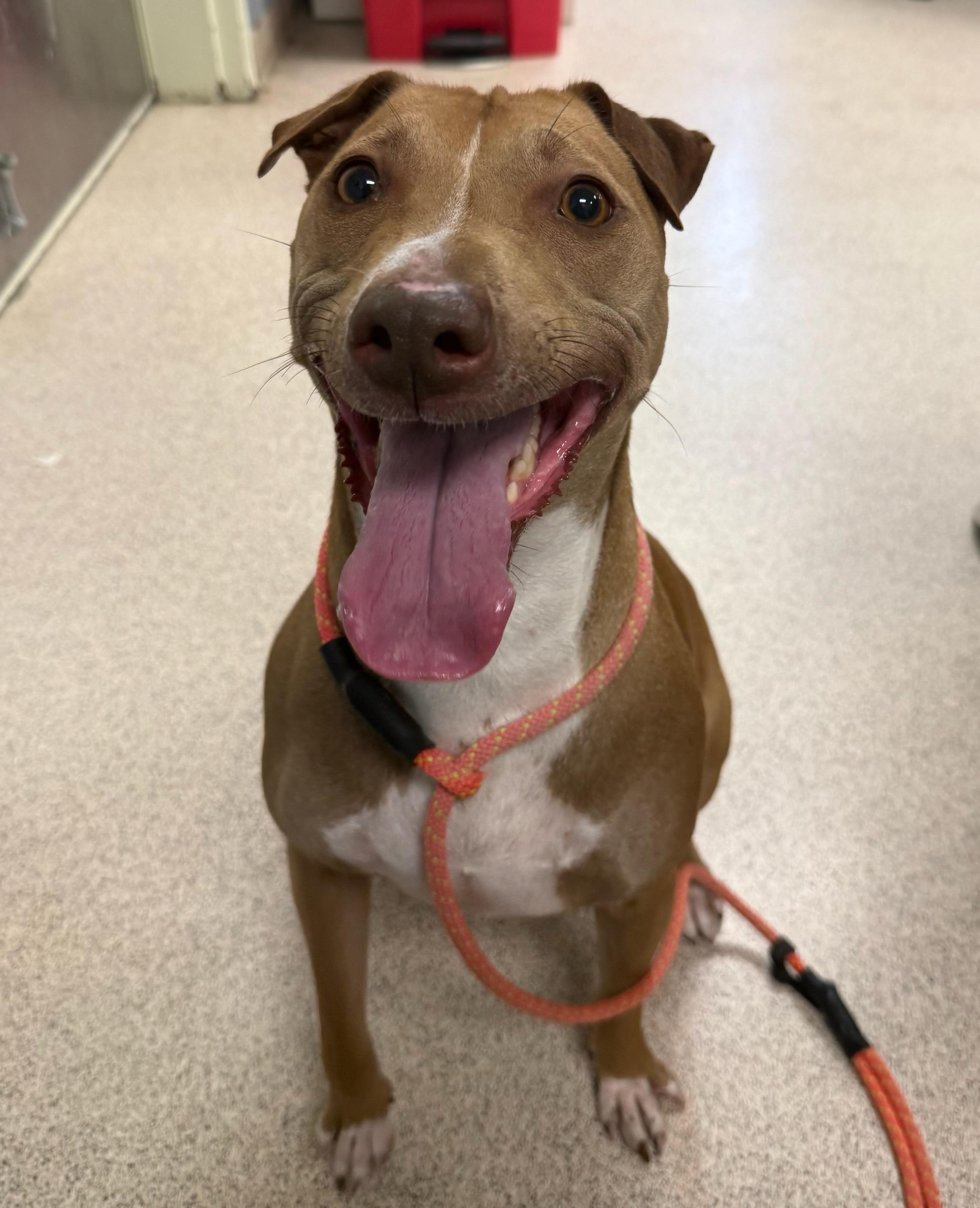 Enlarge Lilah, an adopted mixed breed in Teterboro, NJ image 1/2