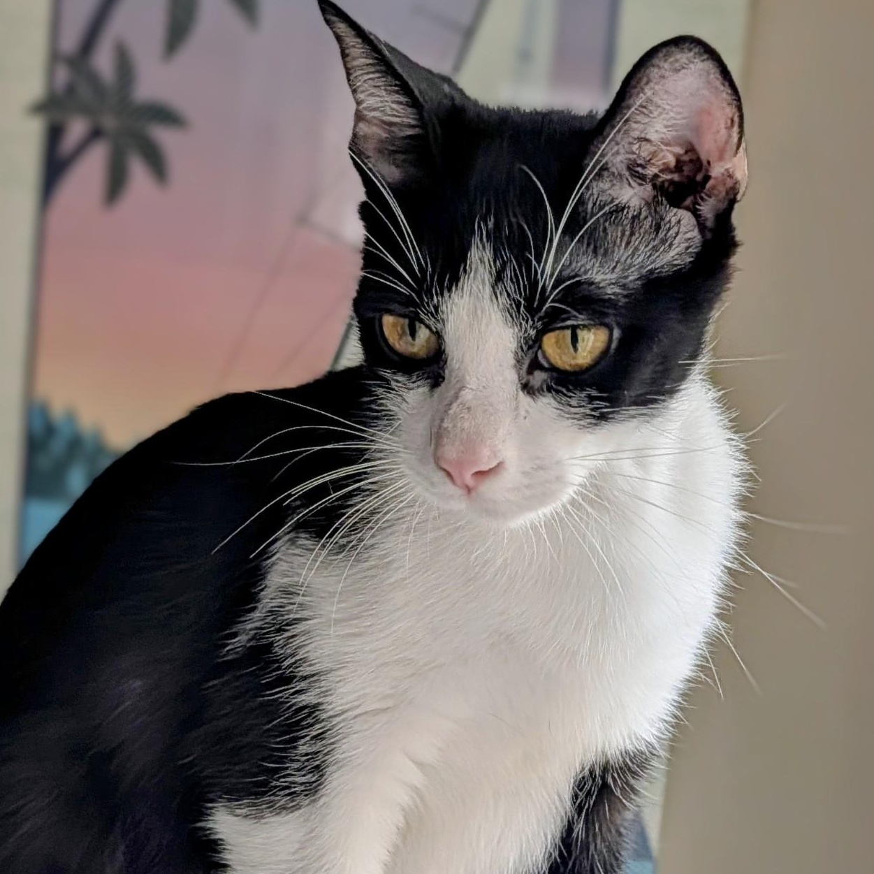 KitKat, ADOPTABLE, Adult Female Tuxedo.
