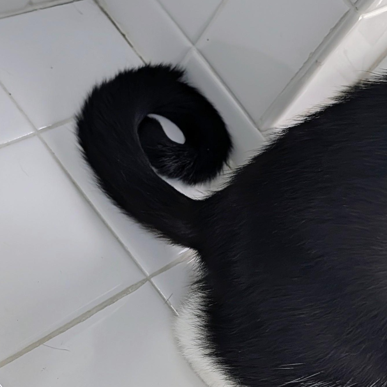KitKat, a ADOPTABLE Tuxedo in Honeoye, NY image 2/2