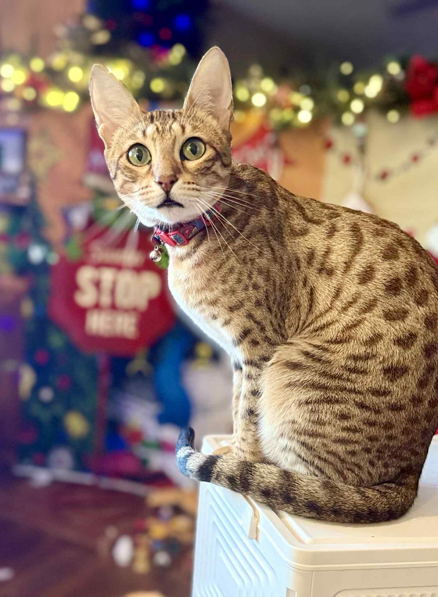 Enlarge Savvy, a Adoptable Savannah in Jacksonville, AR image 1/2