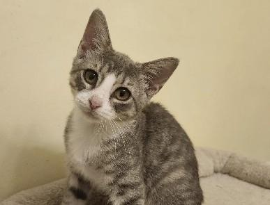 Enlarge Chia, a Adoptable Domestic Short Hair in Henrico, VA image 1/4