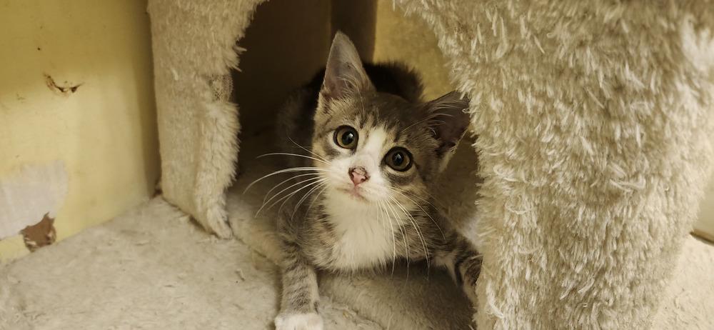 Enlarge Chia, a Adoptable Domestic Short Hair in Henrico, VA image 2/4