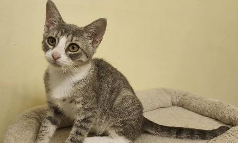 Enlarge Chia, a Adoptable Domestic Short Hair in Henrico, VA image 3/4