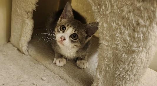 Enlarge Chia, a Adoptable Domestic Short Hair in Henrico, VA image 4/4