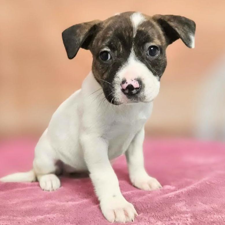 Gaia, a Adoptable mixed breed in Griswold, CT image 1/6