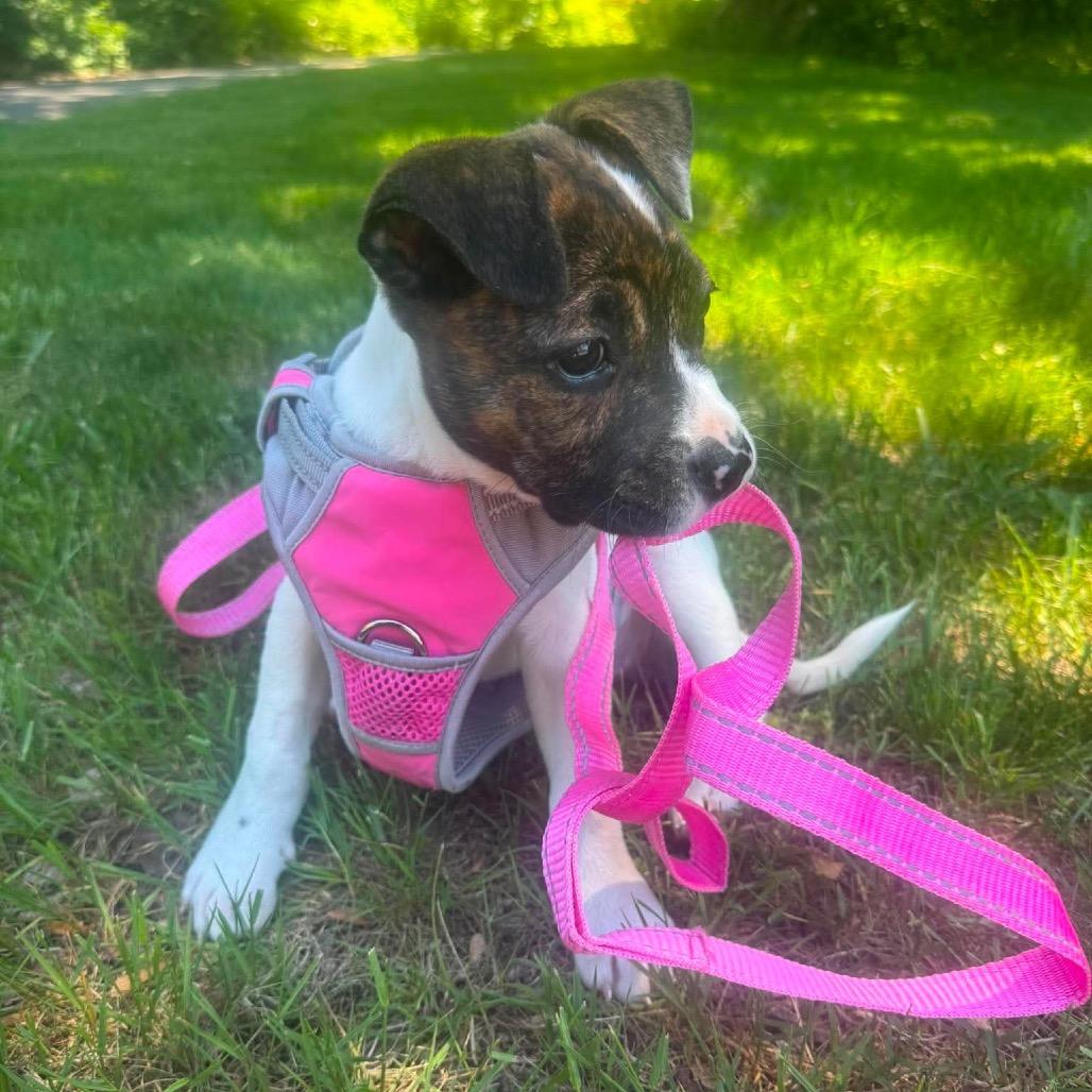 Gaia, a Adoptable mixed breed in Griswold, CT image 2/6