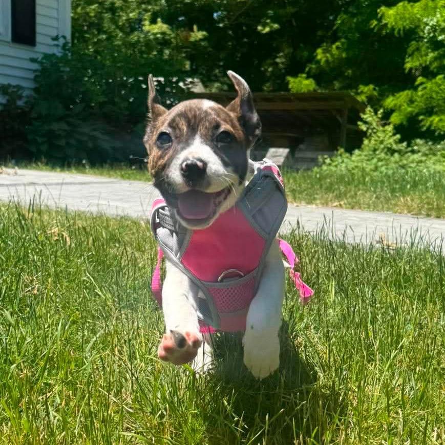 Gaia, a Adoptable mixed breed in Griswold, CT image 3/6