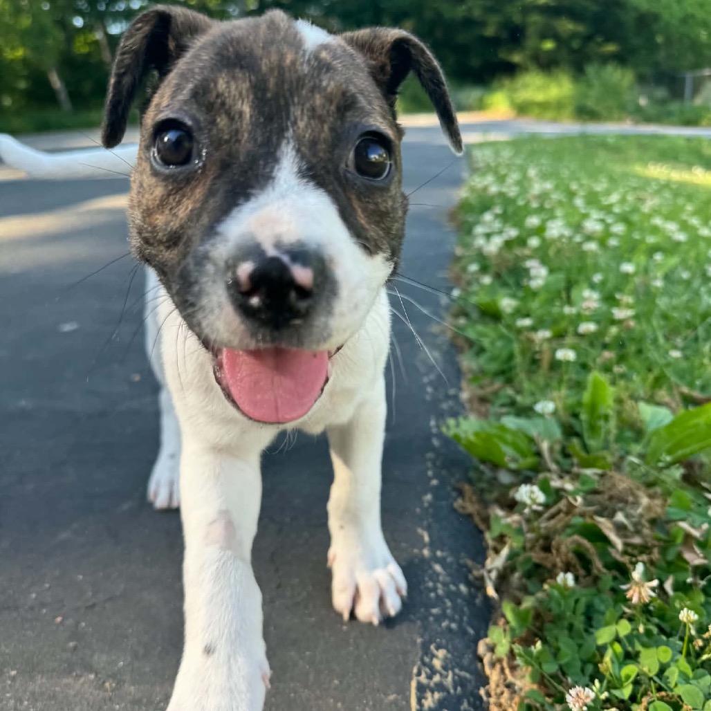 Gaia, a Adoptable mixed breed in Griswold, CT image 4/6