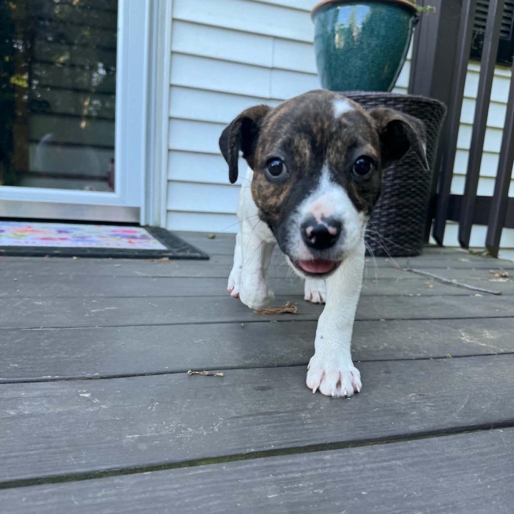 Gaia, a Adoptable mixed breed in Griswold, CT image 5/6
