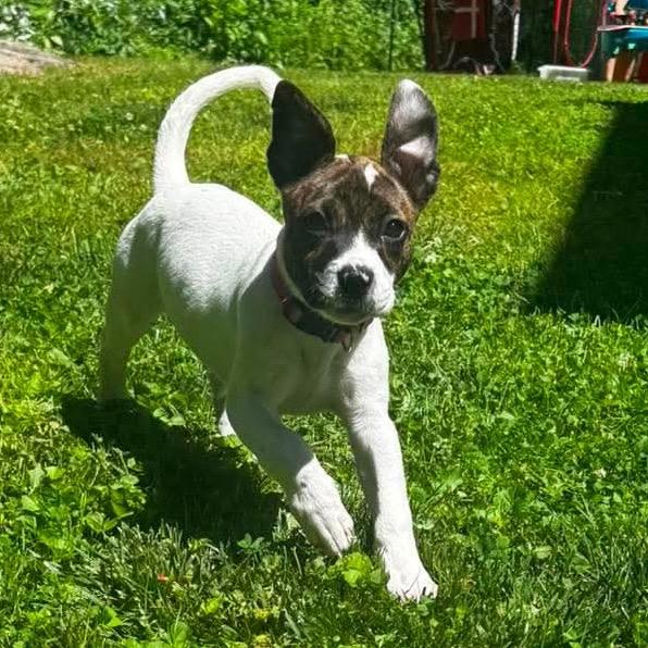 Gaia, a Adoptable mixed breed in Griswold, CT image 6/6
