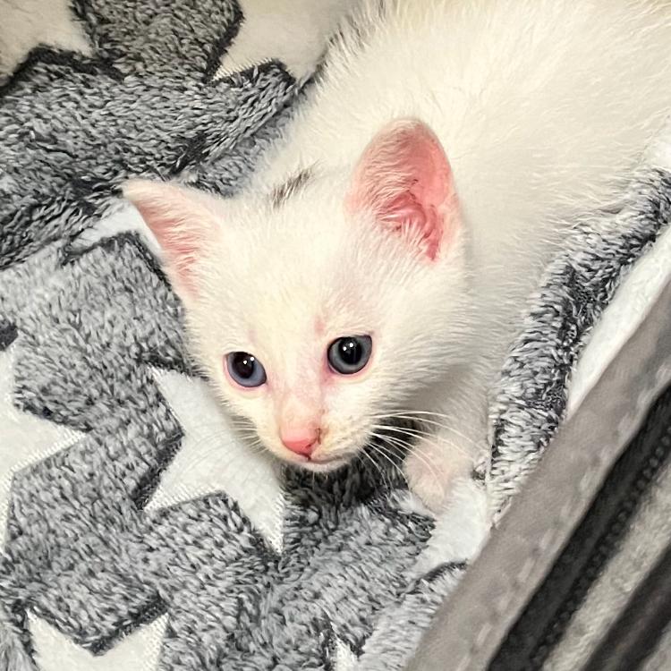 Enlarge Twist, a Adoptable Domestic Short Hair in Waxhaw, NC image 1/1