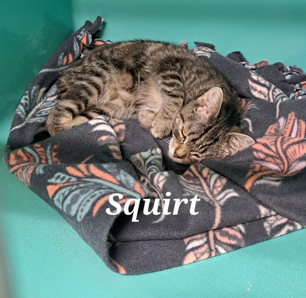 Enlarge Squirt, a Adoptable mixed breed in Plattsburgh, NY image 1/1