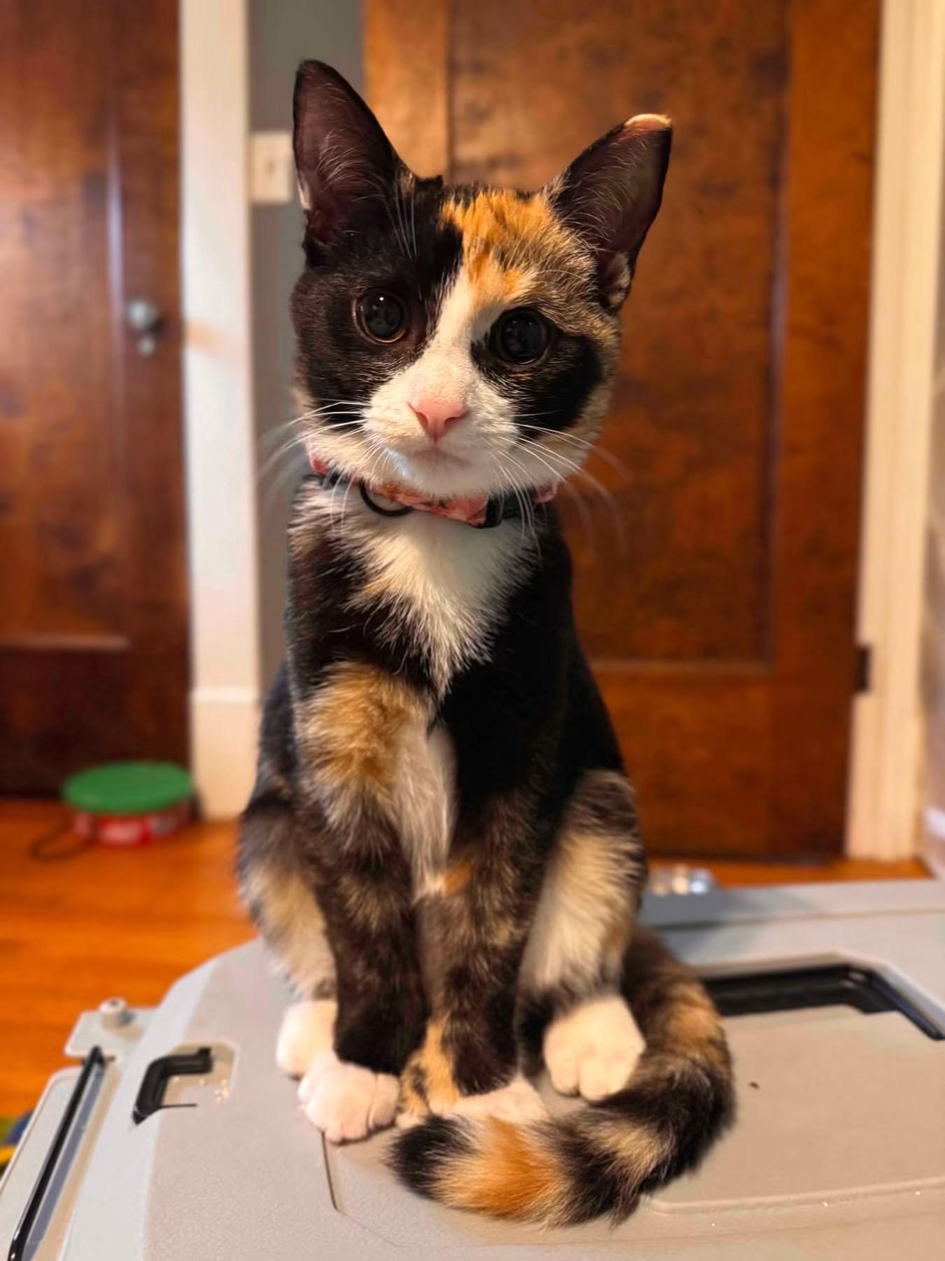 Melody, Adopted, Kitten Female Domestic Short Hair.