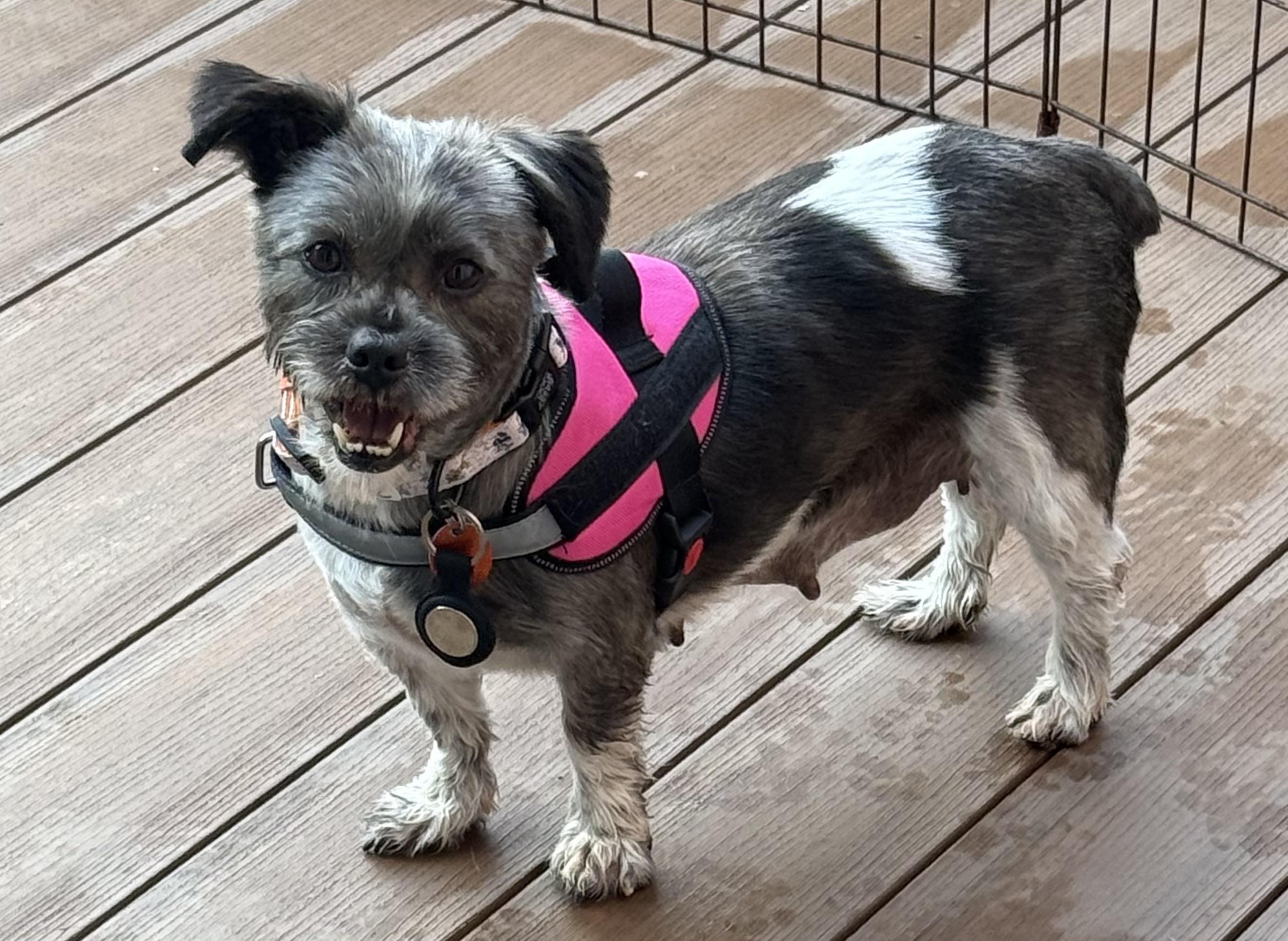 Lizzie, ADOPTABLE, Young Female Shih Tzu & Terrier.