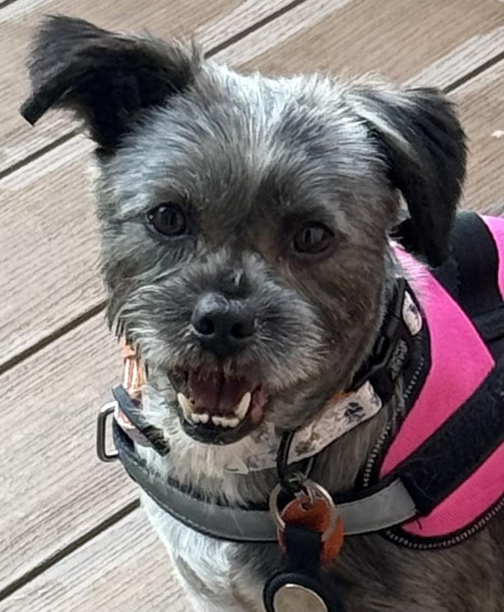 Enlarge Lizzie, a ADOPTABLE mixed breed in Media, PA image 2/3