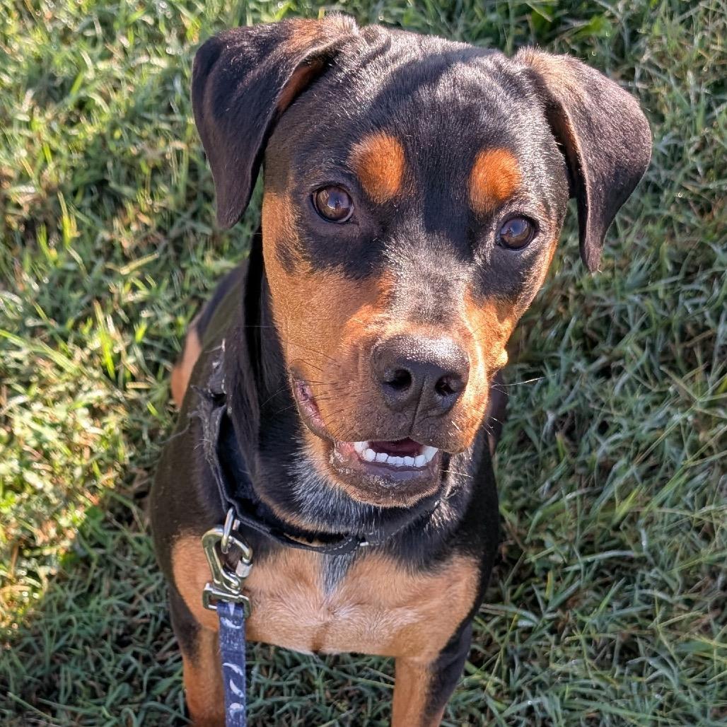 Enlarge Shrub, a Adoptable mixed breed in East Saint Louis, IL image 1/4