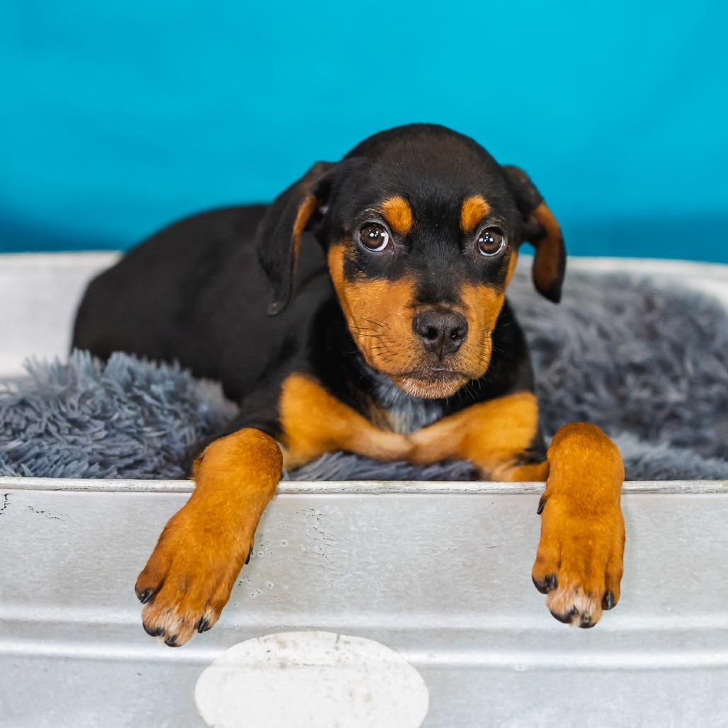 Enlarge Shrub, a Adoptable mixed breed in East Saint Louis, IL image 2/4