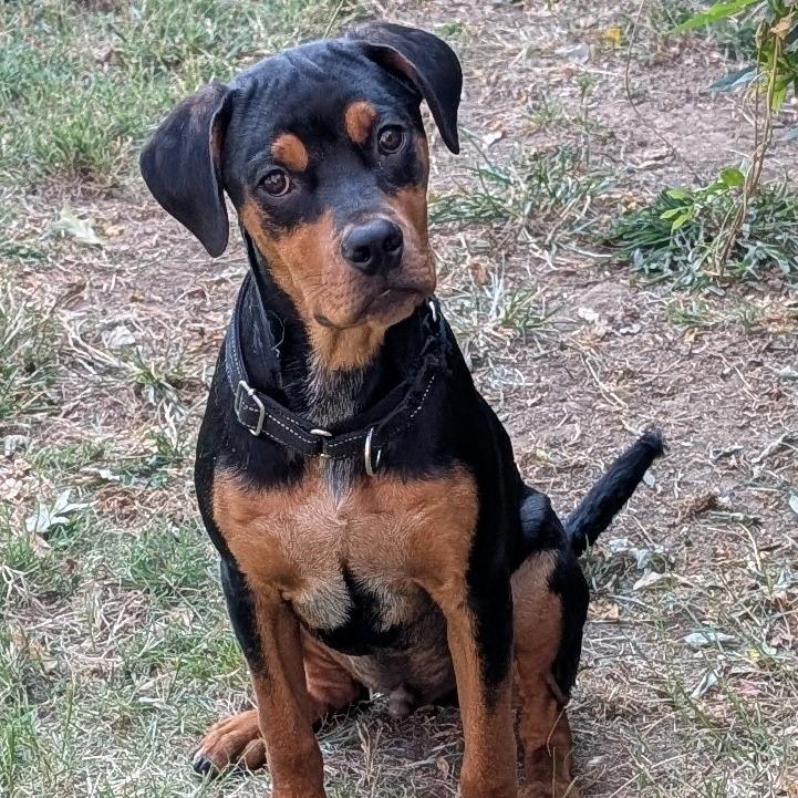 Shrub, Adoptable, Young Male Rottweiler & Pit Bull Terrier.