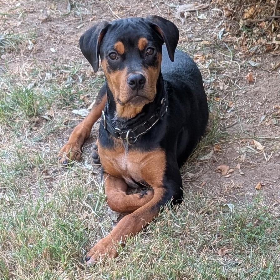 Enlarge Shrub, a Adoptable mixed breed in East Saint Louis, IL image 4/6