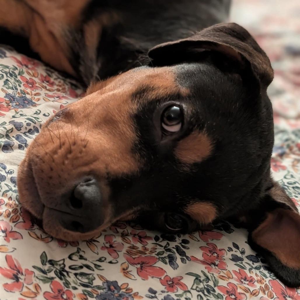 Enlarge Shrub, a Adoptable mixed breed in East Saint Louis, IL image 4/4