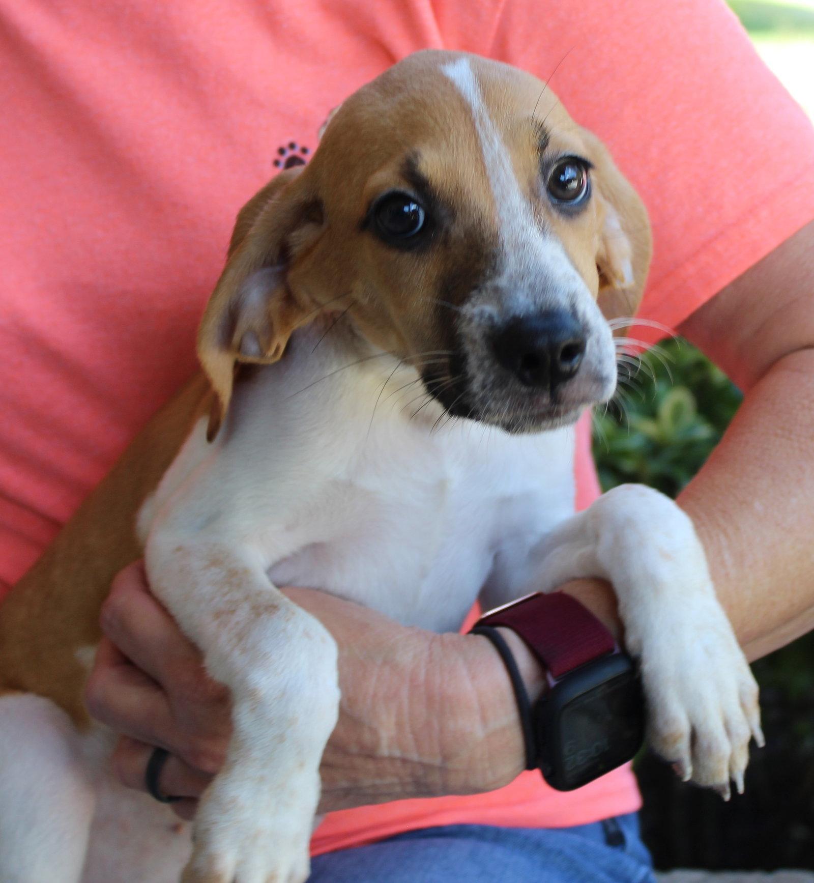 Enlarge Pearl 44208, a Adoptable Treeing Walker Coonhound in Prattville, AL image 1/3