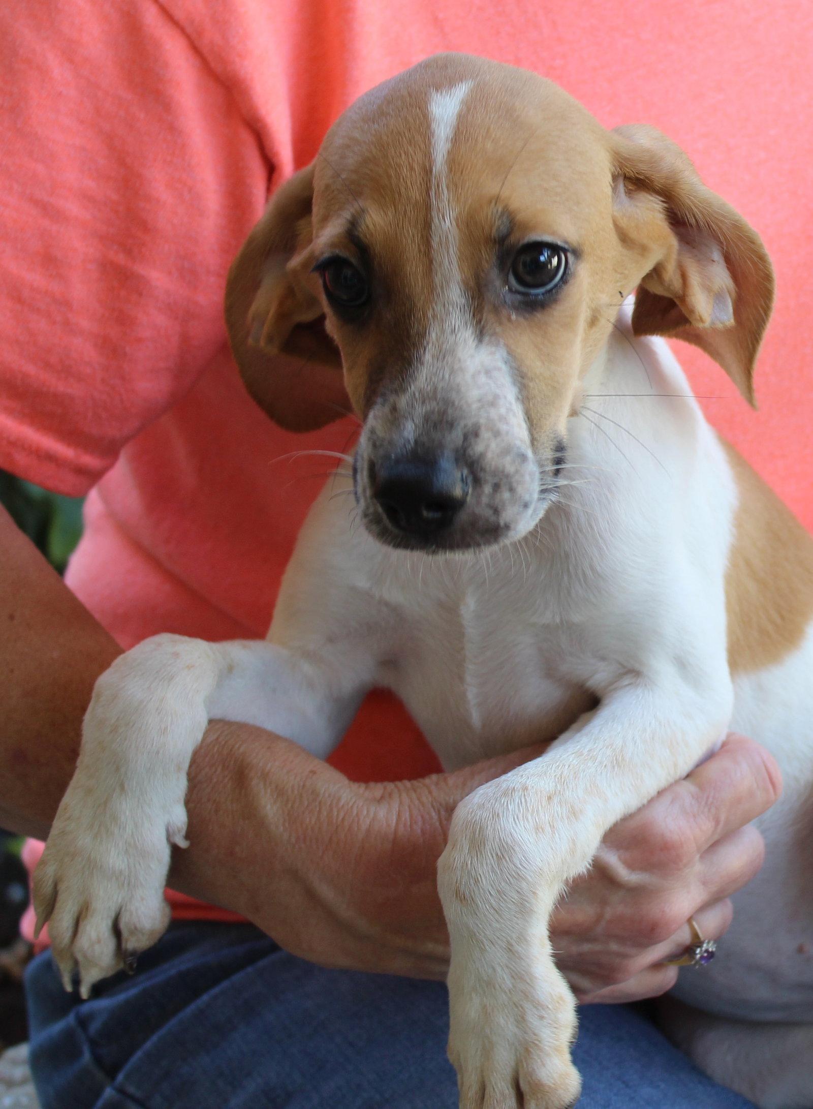 Enlarge Pearl 44208, a Adoptable Treeing Walker Coonhound in Prattville, AL image 2/3