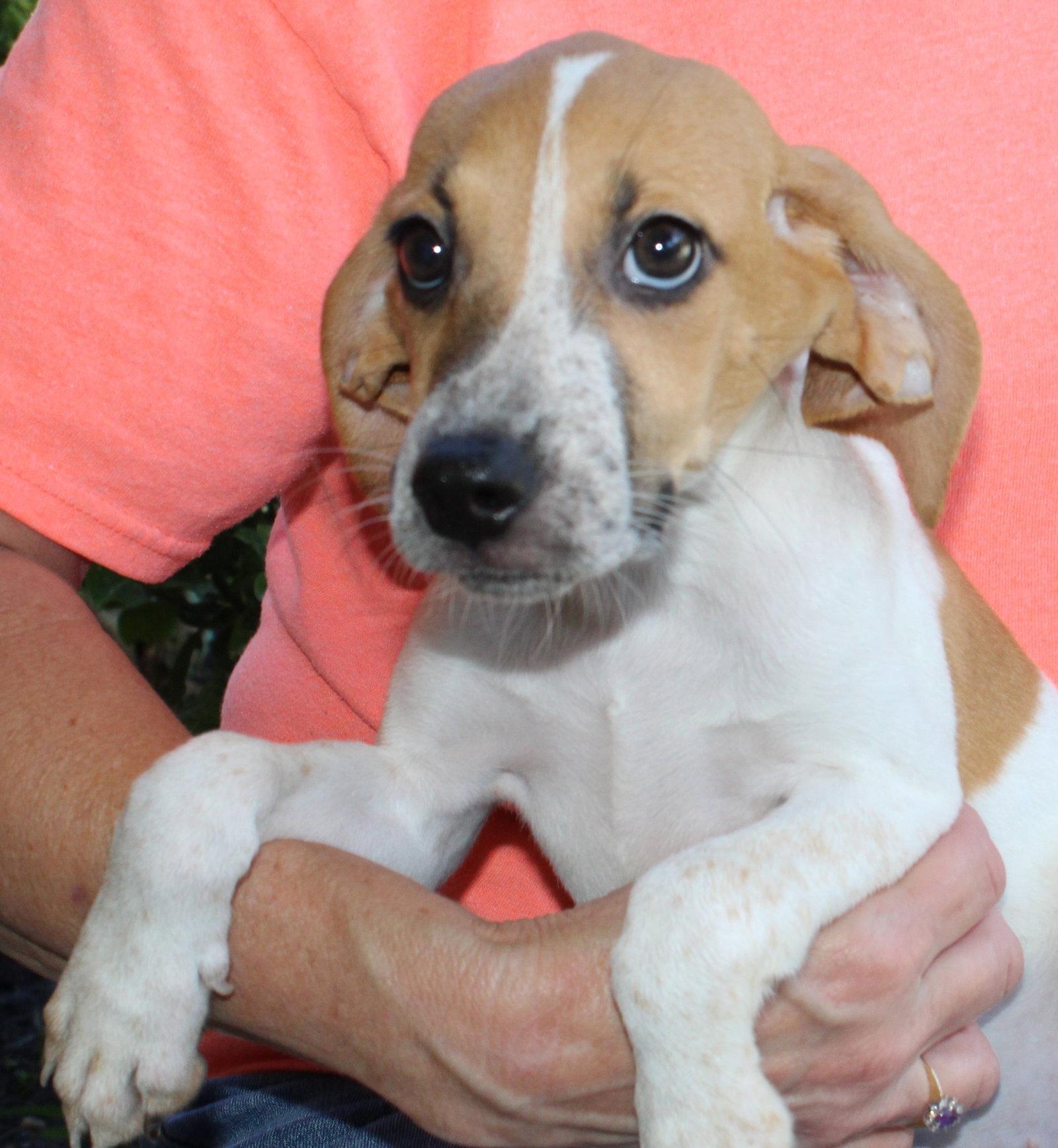Enlarge Pearl 44208, a Adoptable Treeing Walker Coonhound in Prattville, AL image 3/3