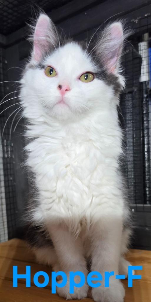 Enlarge Hopper, a Adoptable Domestic Medium Hair in Cloquet, MN image 1/3