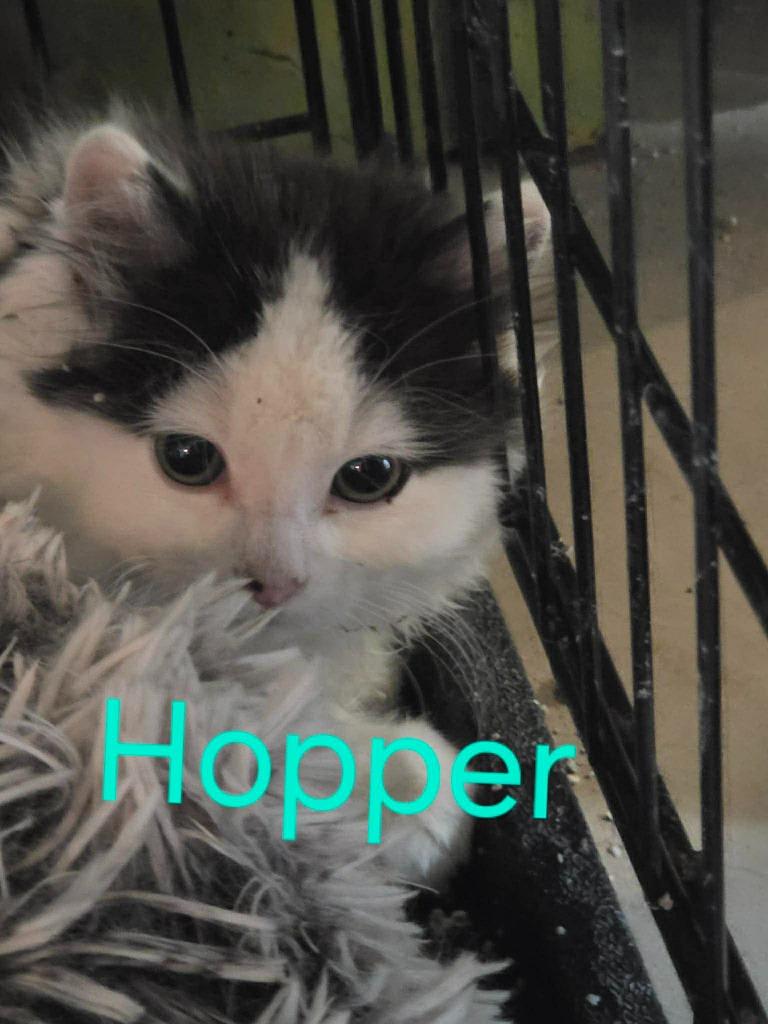 Enlarge Hopper, a Adoptable Domestic Medium Hair in Cloquet, MN image 2/3