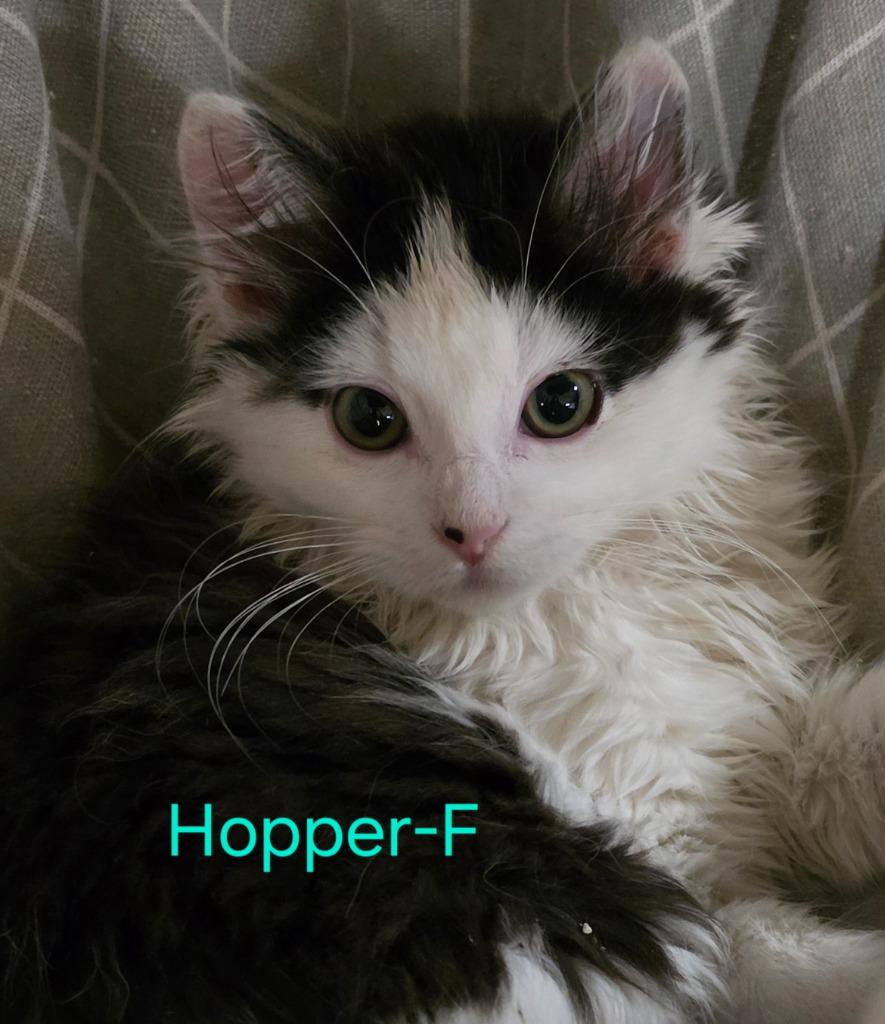 Enlarge Hopper, a Adoptable Domestic Medium Hair in Cloquet, MN image 3/3