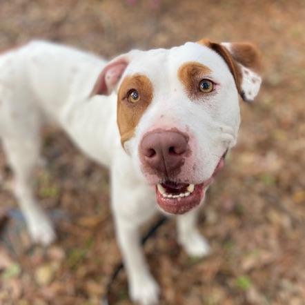 Enlarge Kiara, a Adoptable Mixed Breed in Jacksonville, FL image 1/1