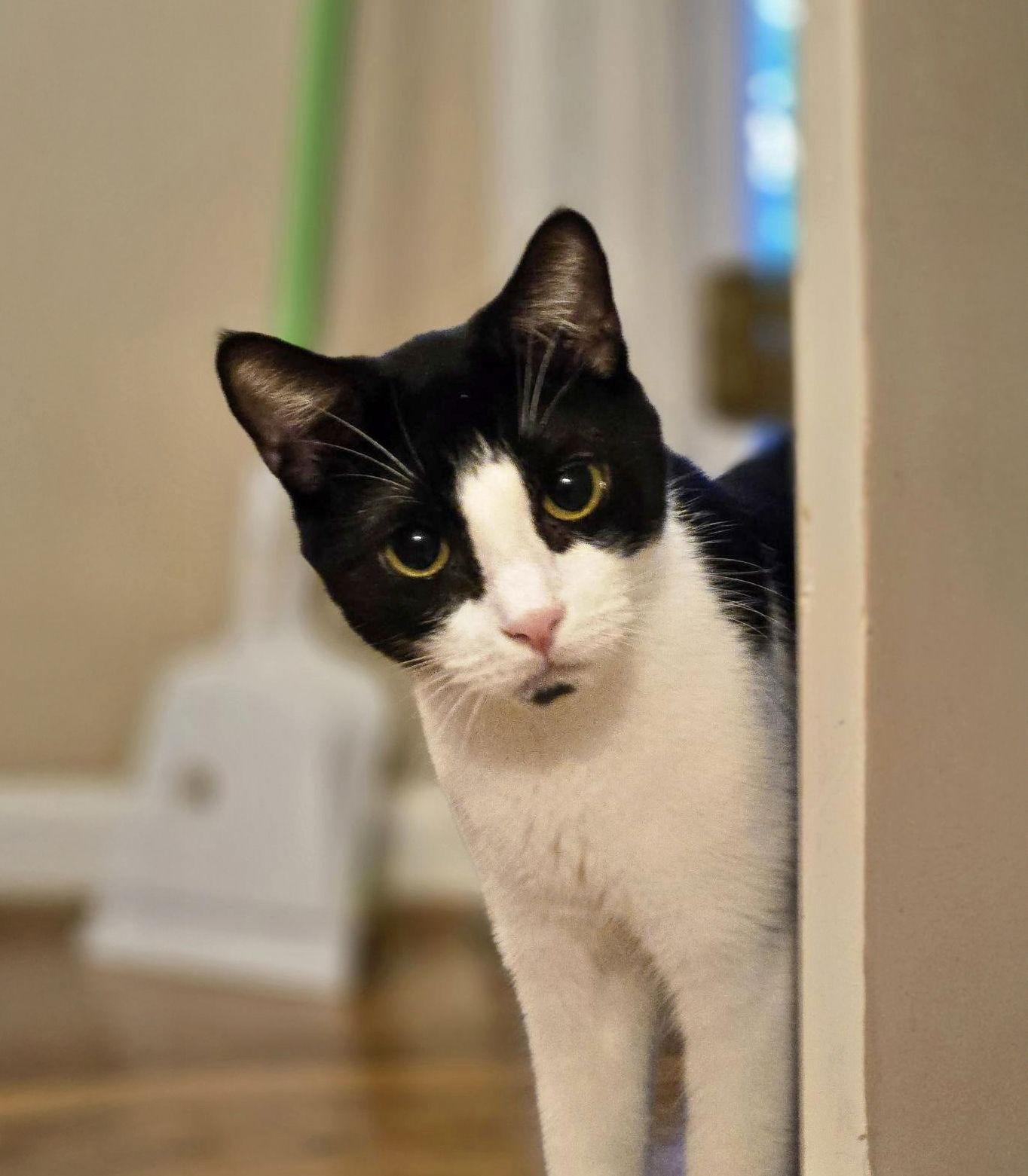 *Joseph, a Adoptable Domestic Short Hair in Forest, VA image 1/3