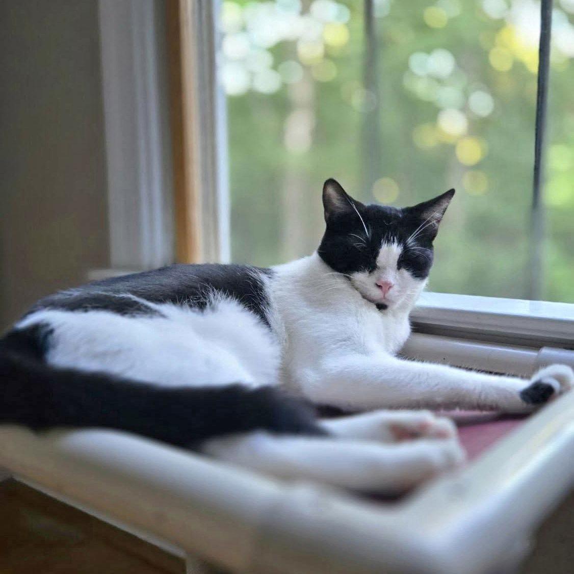 *Joseph, a Adoptable Domestic Short Hair in Forest, VA image 2/3