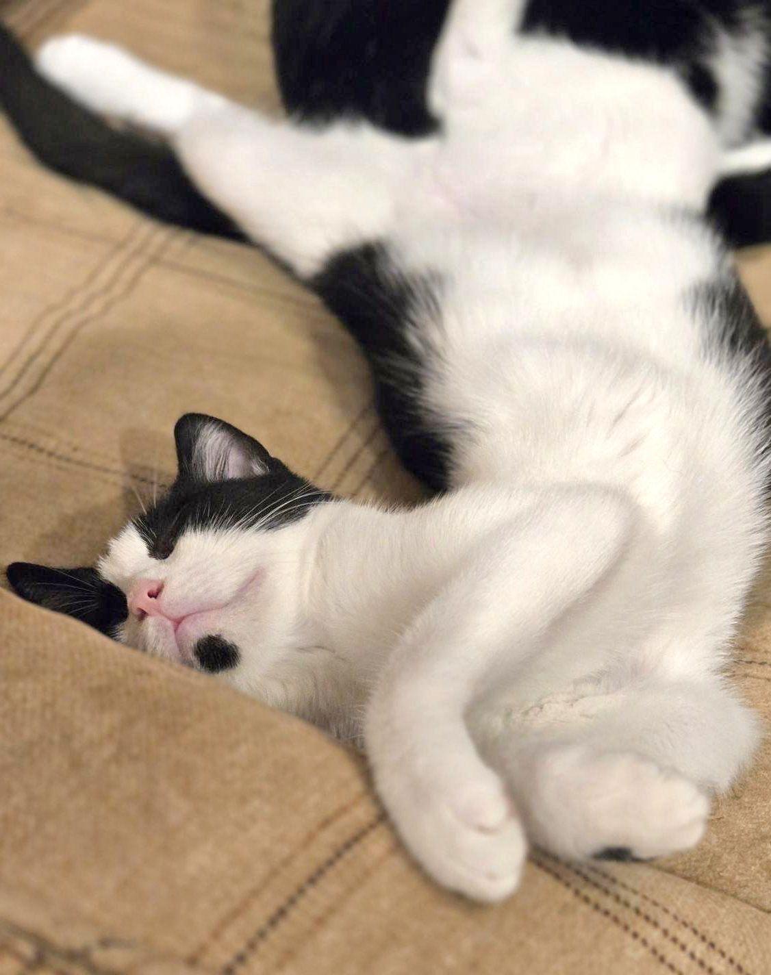 *Joseph, a Adoptable Domestic Short Hair in Forest, VA image 3/3