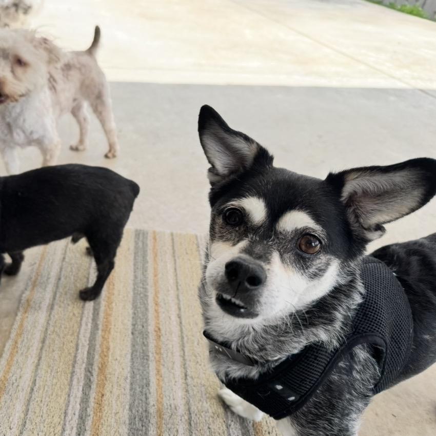 Papaw, Adoptable, Senior Male Chihuahua.