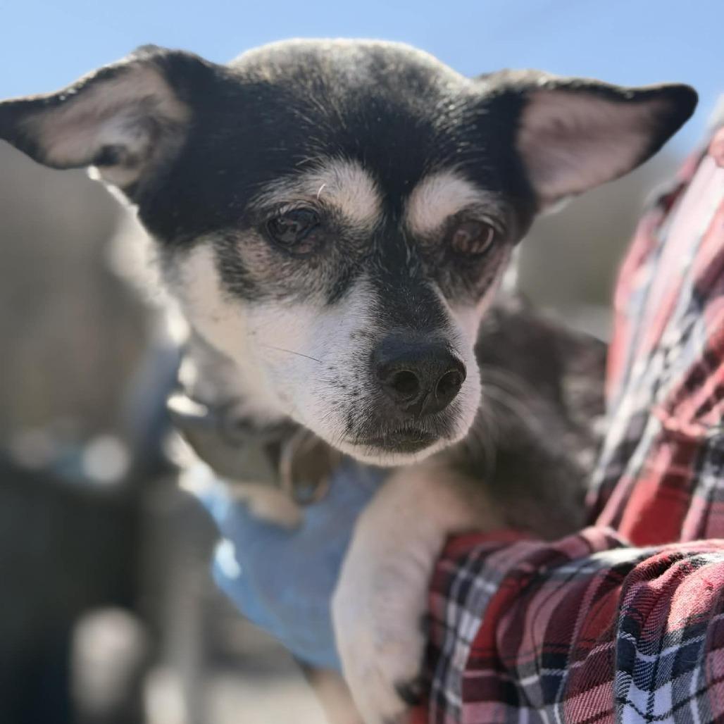 Enlarge Papaw, a Adoptable Chihuahua in St. Charles, IL image 2/5