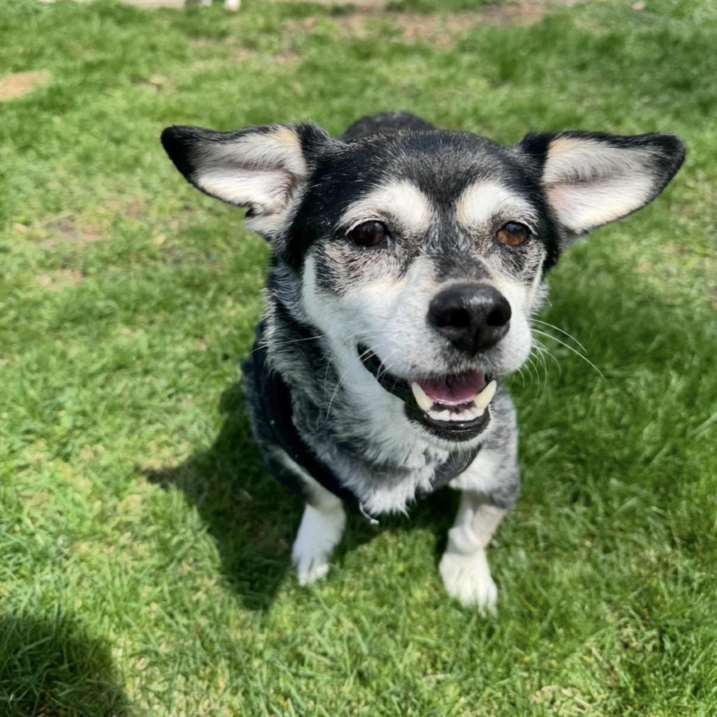 Enlarge Papaw, a Adoptable Chihuahua in St. Charles, IL image 3/5