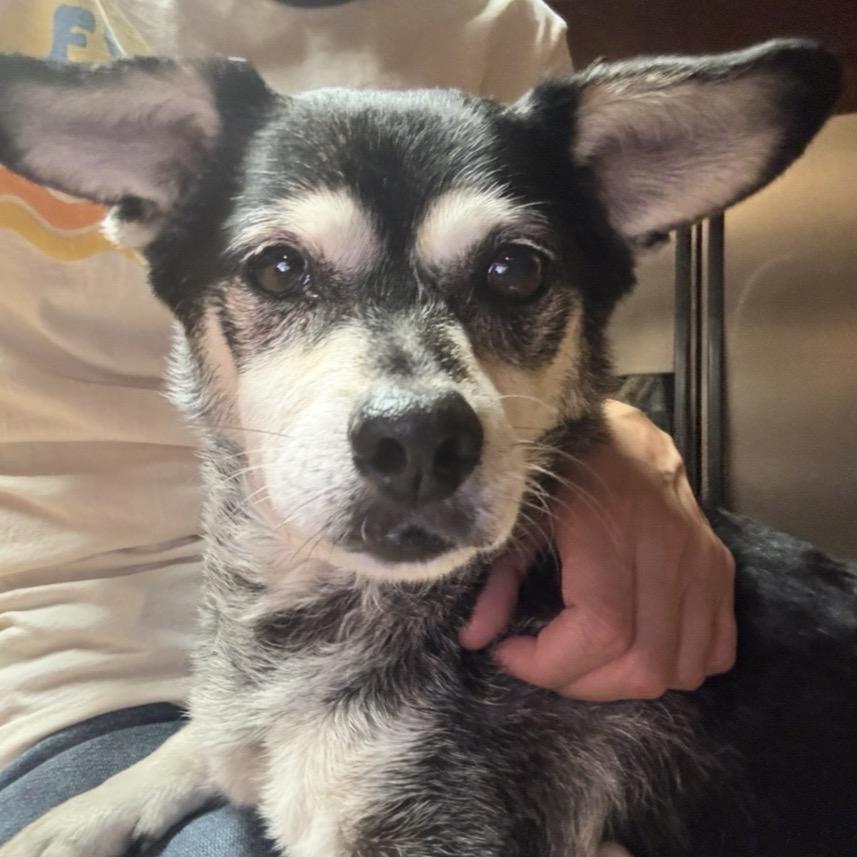 Enlarge Papaw, a Adoptable Chihuahua in St. Charles, IL image 4/5