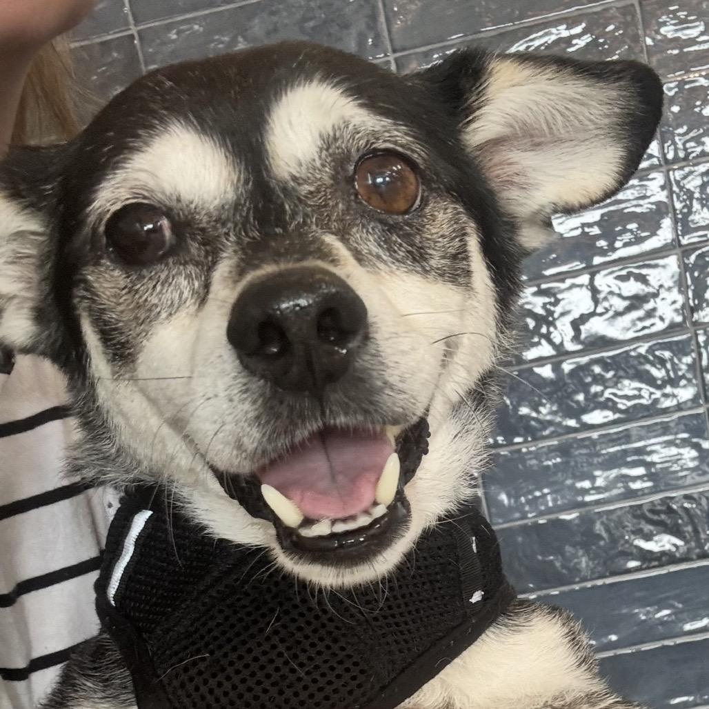 Enlarge Papaw, a Adoptable Chihuahua in St. Charles, IL image 5/5