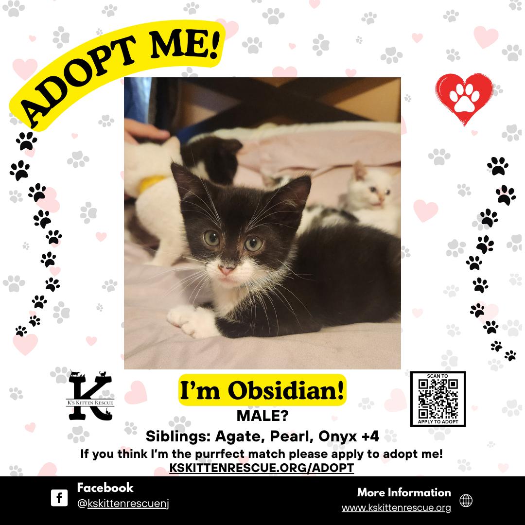 Obsidian, ADOPTABLE, Kitten Male Domestic Short Hair.