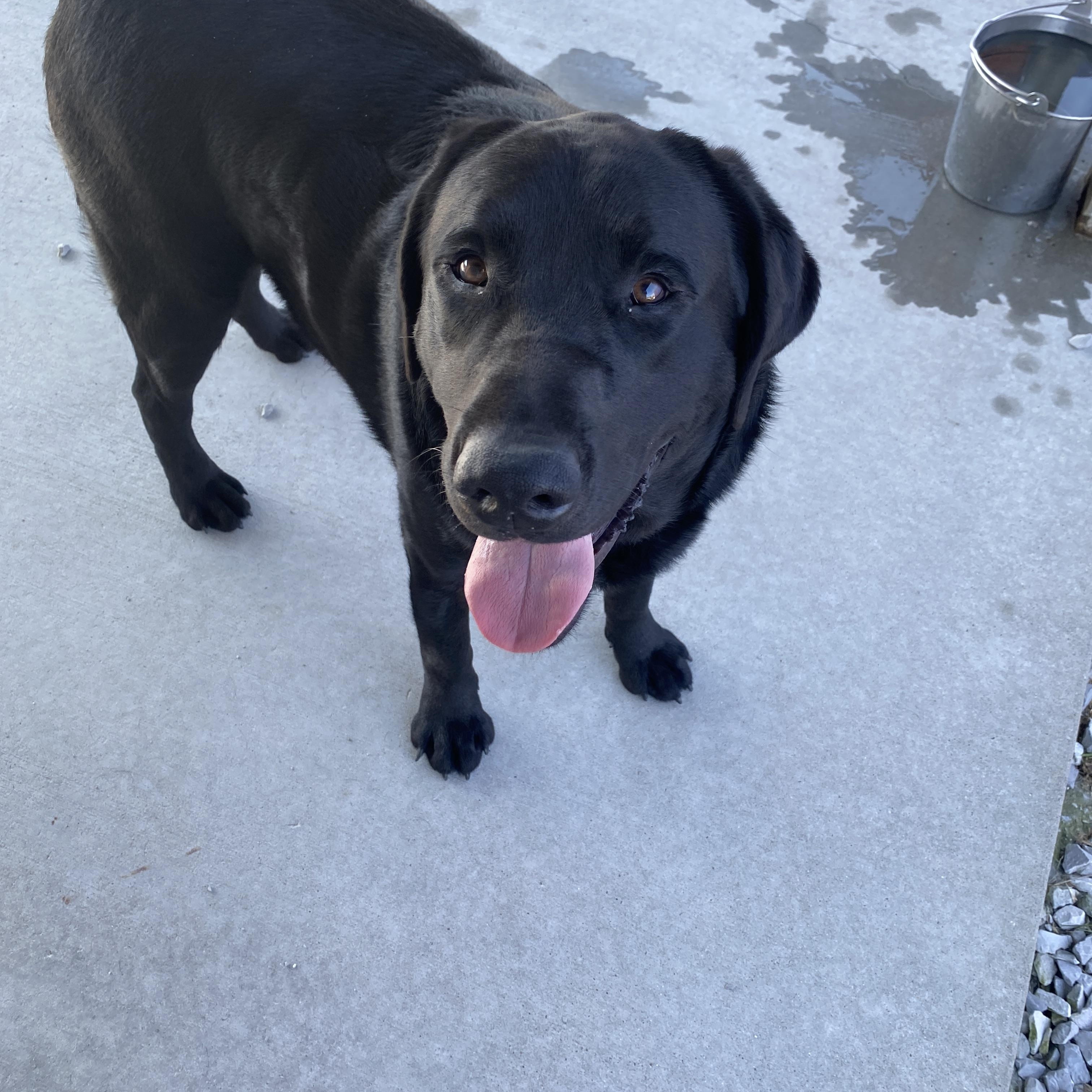 Enlarge Rowdy, a ADOPTABLE Black Labrador Retriever in Hartford, KY image 4/5