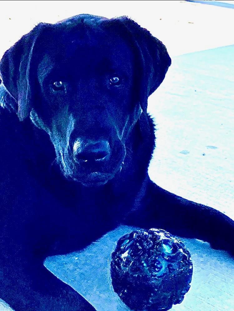 Enlarge Rowdy, a ADOPTABLE Black Labrador Retriever in Hartford, KY image 2/5