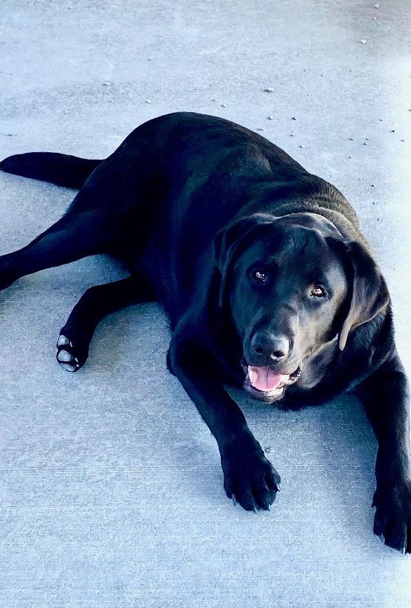 Enlarge Rowdy, a ADOPTABLE Black Labrador Retriever in Hartford, KY image 1/5