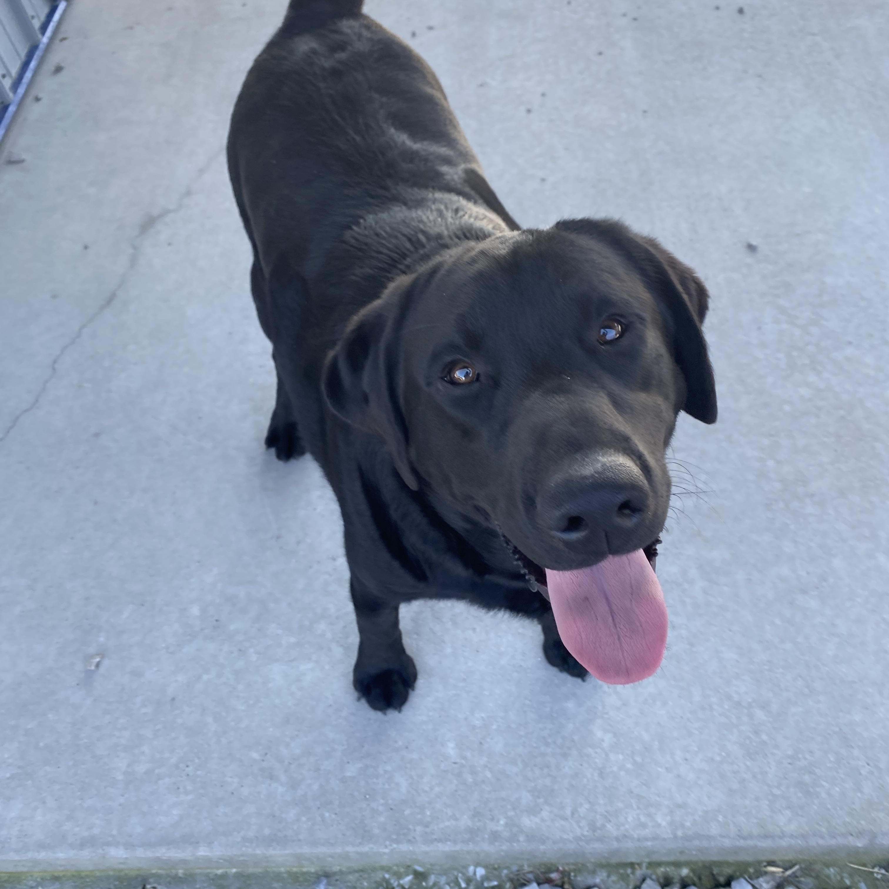 Enlarge Rowdy, a ADOPTABLE Black Labrador Retriever in Hartford, KY image 5/5