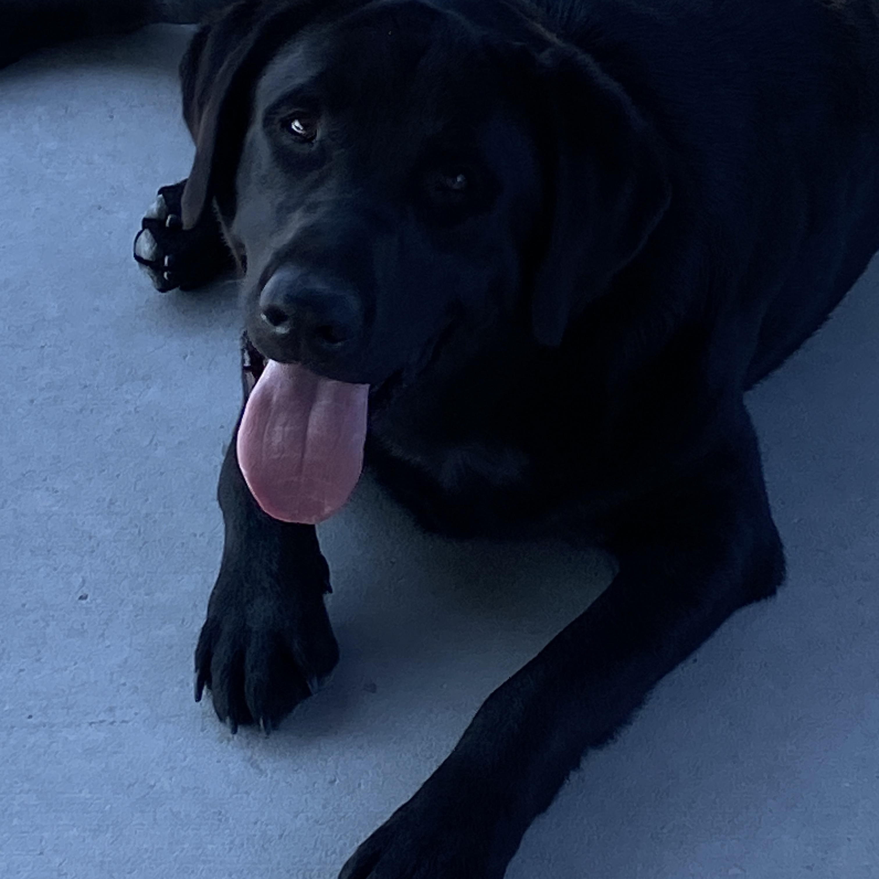 Enlarge Rowdy, a ADOPTABLE Black Labrador Retriever in Hartford, KY image 3/5