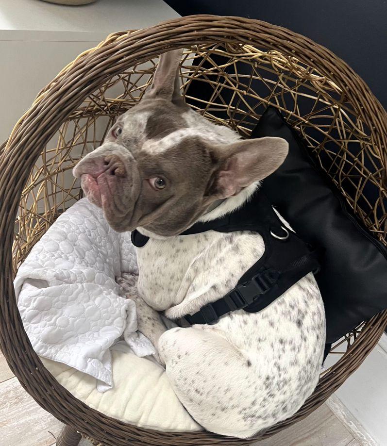 Giuseppe, Adoptable, Young Male French Bulldog & English Bulldog.