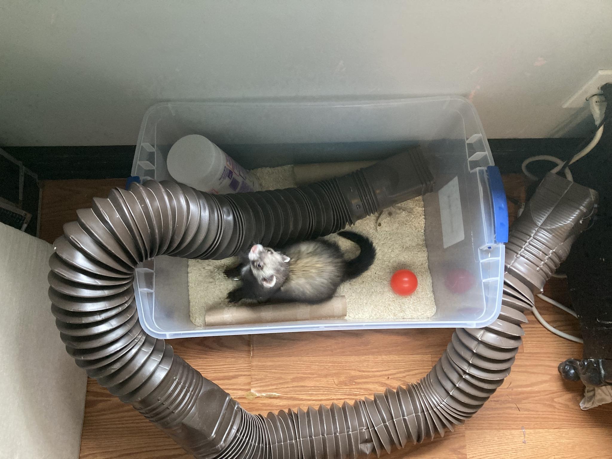 Moose, ADOPTABLE, Adult Male Ferret.