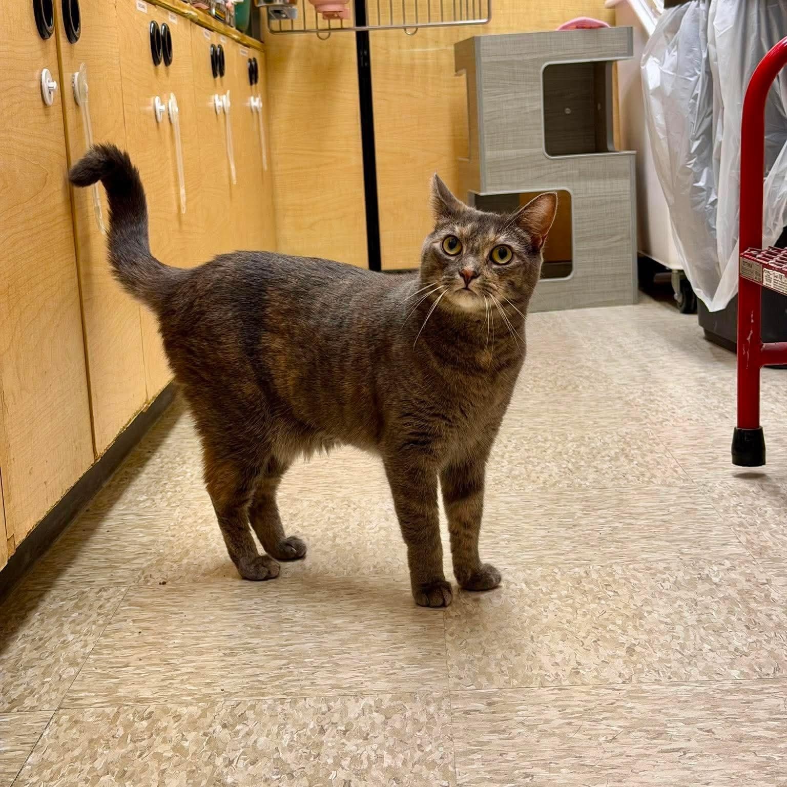 Cheyanne, an adopted Domestic Short Hair in Sewell, NJ image 2/4