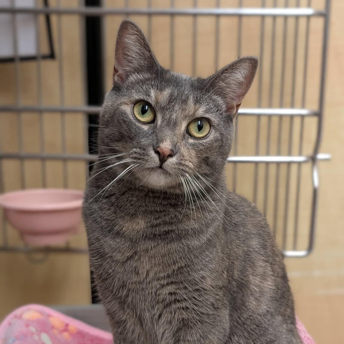 Cheyanne, adopted, Young Female Domestic Short Hair.