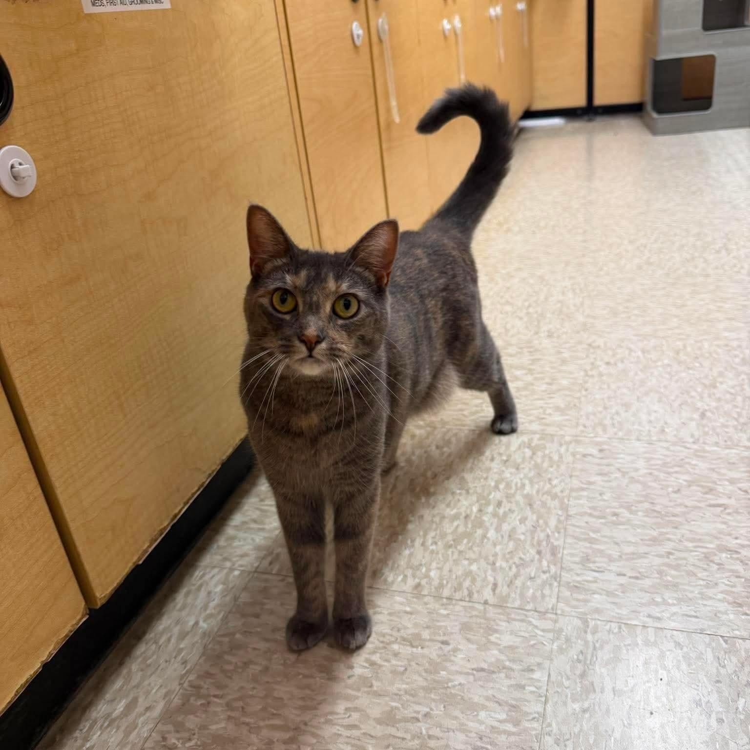 Cheyanne, an adopted Domestic Short Hair in Sewell, NJ image 3/4